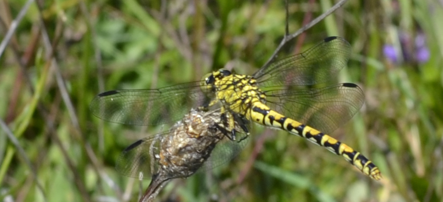 Libellula da id,